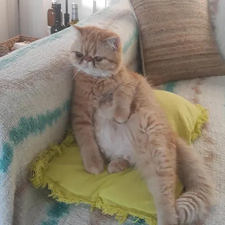 לינה וארוחת בוקר Eole